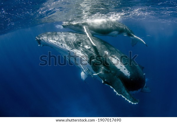 Humpback Whale Mother Calf On Tonga Stock Photo 1907017690 | Shutterstock