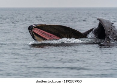 Humpback Whale With Its Mouth Open,Victoria British Columbia Canada