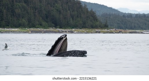 Humpback Whale With Mouth Wide Open Swims On Top Of The Sea. It Is Followed By A Seagull.