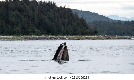 Humpback Whale With Mouth Wide Open Swims On Top Of The Sea. It Is Followed By A Seagull.