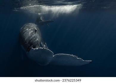 Humpback whale mum and baby in the deep blue waters of Tonga. - Powered by Shutterstock