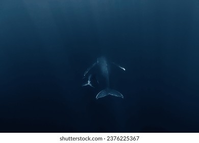 Humpback whale mum and baby in the deep blue waters of Tonga. - Powered by Shutterstock