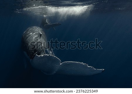 Humpback whale mum and baby in the deep blue waters of Tonga.