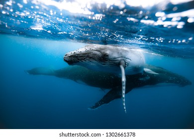 クジラ 綺麗 の写真素材 画像 写真 Shutterstock