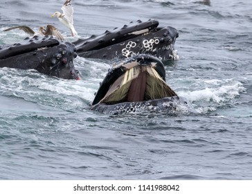 Humpback Whale Near Cape Cod