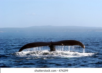 Humpback whale off the coast of Newfoundland.