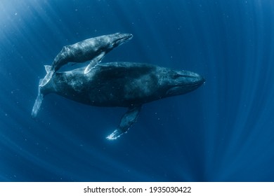 A Humpback Whale in Okinawa - Shutterstock ID 1935030422