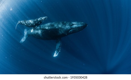 A Humpback Whale in Okinawa