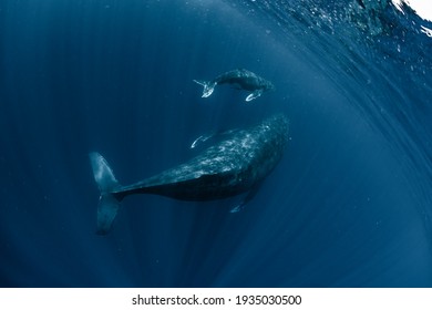 A Humpback Whale in Okinawa - Shutterstock ID 1935030500