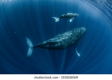 A Humpback Whale in Okinawa - Shutterstock ID 1935030509
