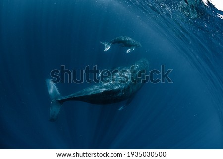 A Humpback Whale in Okinawa