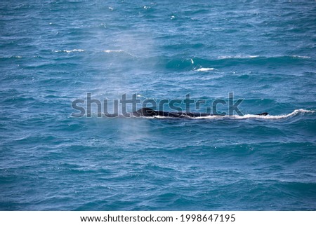 A humpback whale on his hideaway to underground Stock foto © 