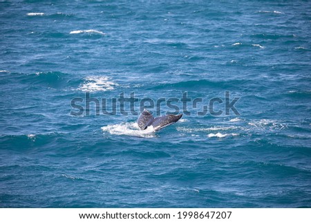 A humpback whale on his hideaway to underground Stock foto © 