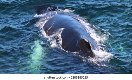 Humpback Whale On A Whale Watching Tour