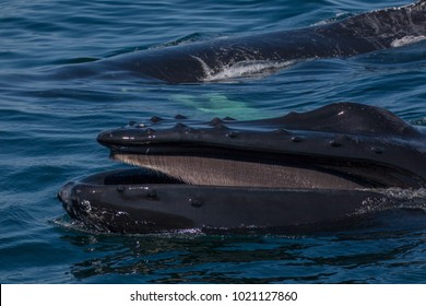 Humpback Whale Open Mouth With Visible Baleen