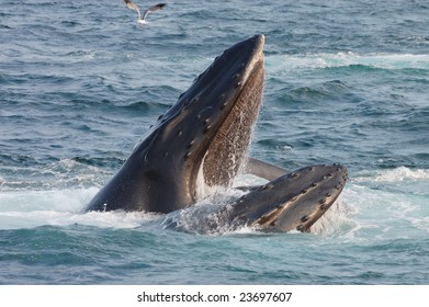 Humpback Whale Opens Its Mouth