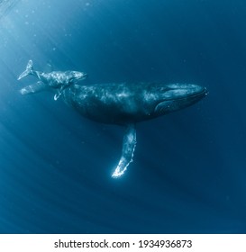 Humpback Whale Parent and child - Shutterstock ID 1934936873