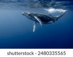 Humpback Whale Playing Underwater - High Quality