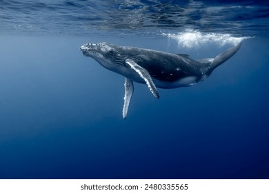 Humpback Whale Playing Underwater - High Quality