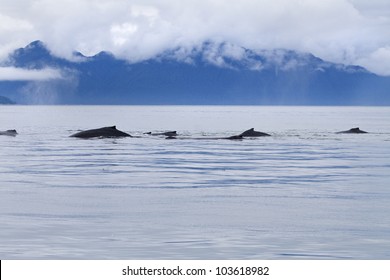 Humpback Whale Pod Feeding In The Icy Strait Near Point Adolphus