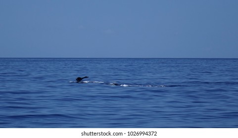 Humpback Whale Pod, Maui, Hawaii                           