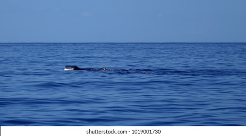 Humpback Whale Pod Surfacing                             