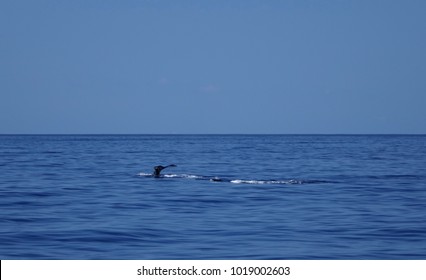  Humpback Whale Pod Tail Flip From Whale Watching Boat, Maui Hawaii                            