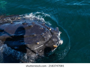 A Humpback Whale Pokes Its Head Out Of The Water Showing Barnacles Growing On The Skin Of Its Head During A Whale Watching Trip In Pacific Ocean Near Vancouver Island. Travel Photo