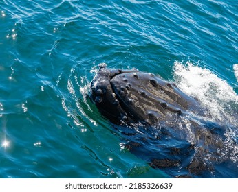 A Humpback Whale Pokes Its Head Out Of The Water Showing Barnacles Growing On The Skin Of Its Head During A Whale Watching Trip In Pacific Ocean Near Vancouver Island. Travel Photo