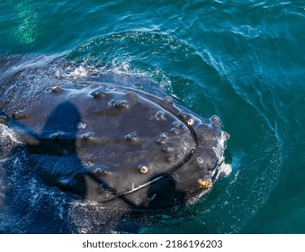 A Humpback Whale Pokes Its Head Out Of The Water Showing Barnacles Growing On The Skin Of Its Head During A Whale Watching Trip In Pacific Ocean Near Vancouver Island. Travel Photo