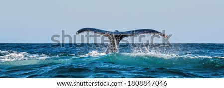 A Humpback whale raises its powerful tail over the water of the Ocean. The whale is spraying water. Scientific name: Megaptera novaeangliae. South Africa. 
