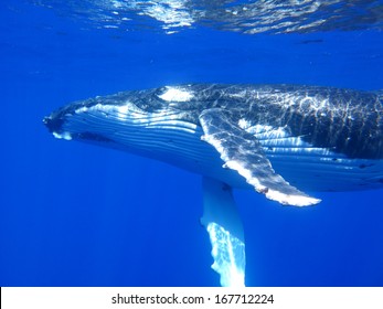 Humpback Whale, Scuba Diving Tahiti