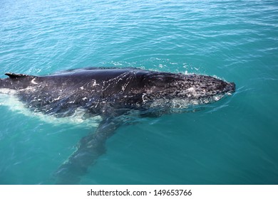 Humpback Whale In The Seas Of Australia