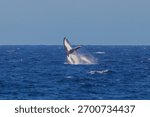 Humpback Whale seen dramatically breaching out of the water during their eastern Australia migration