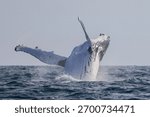Humpback Whale seen dramatically breaching out of the water during their eastern Australia migration