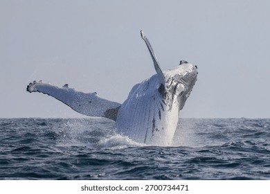 Humpback Whale seen dramatically breaching out of the water during their eastern Australia migration