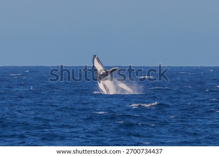 Humpback Whale seen dramatically breaching out of the water during their eastern Australia migration