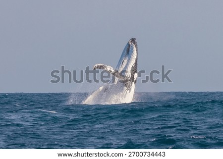 Humpback Whale seen dramatically breaching out of the water during their eastern Australia migration