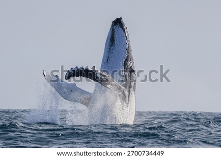 Humpback Whale seen dramatically breaching out of the water during their eastern Australia migration