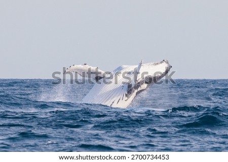 Humpback Whale seen dramatically breaching out of the water during their eastern Australia migration