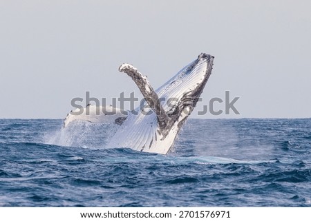 Humpback Whale seen dramatically breaching out of the water during their eastern Australia migration
