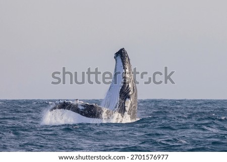 Humpback Whale seen dramatically breaching out of the water during their eastern Australia migration
