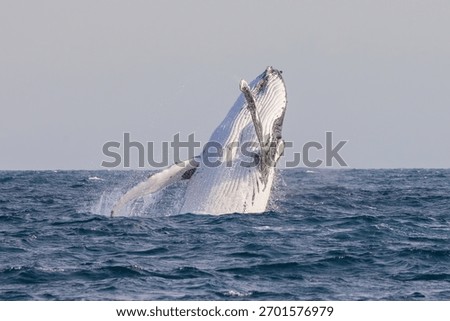 Humpback Whale seen dramatically breaching out of the water during their eastern Australia migration