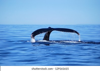 Humpback Whale Shows Fluke