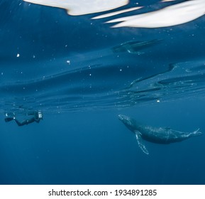 Humpback Whale And Skin Diver