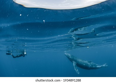 Humpback Whale And Skin Diver