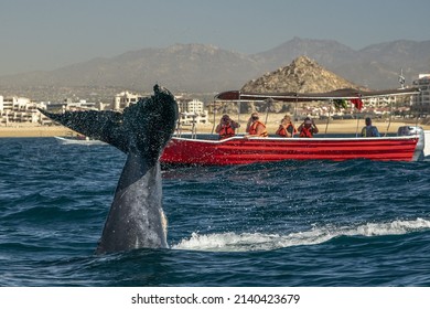 Humpback Whale Slapping Tail In Cabo San Lucas Mexico