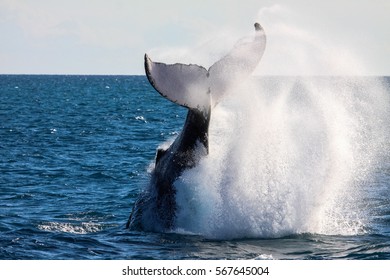 Humpback Whale Slapping Tail Producing Sea Stock Photo