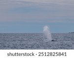 Humpback whale spouting against sky