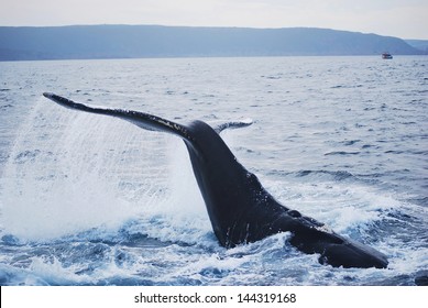 Humpback whale at St. John's harbour in Newfoundland